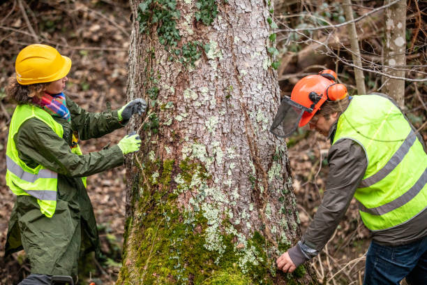 Best Residential Tree Removal  in Rogers, TX